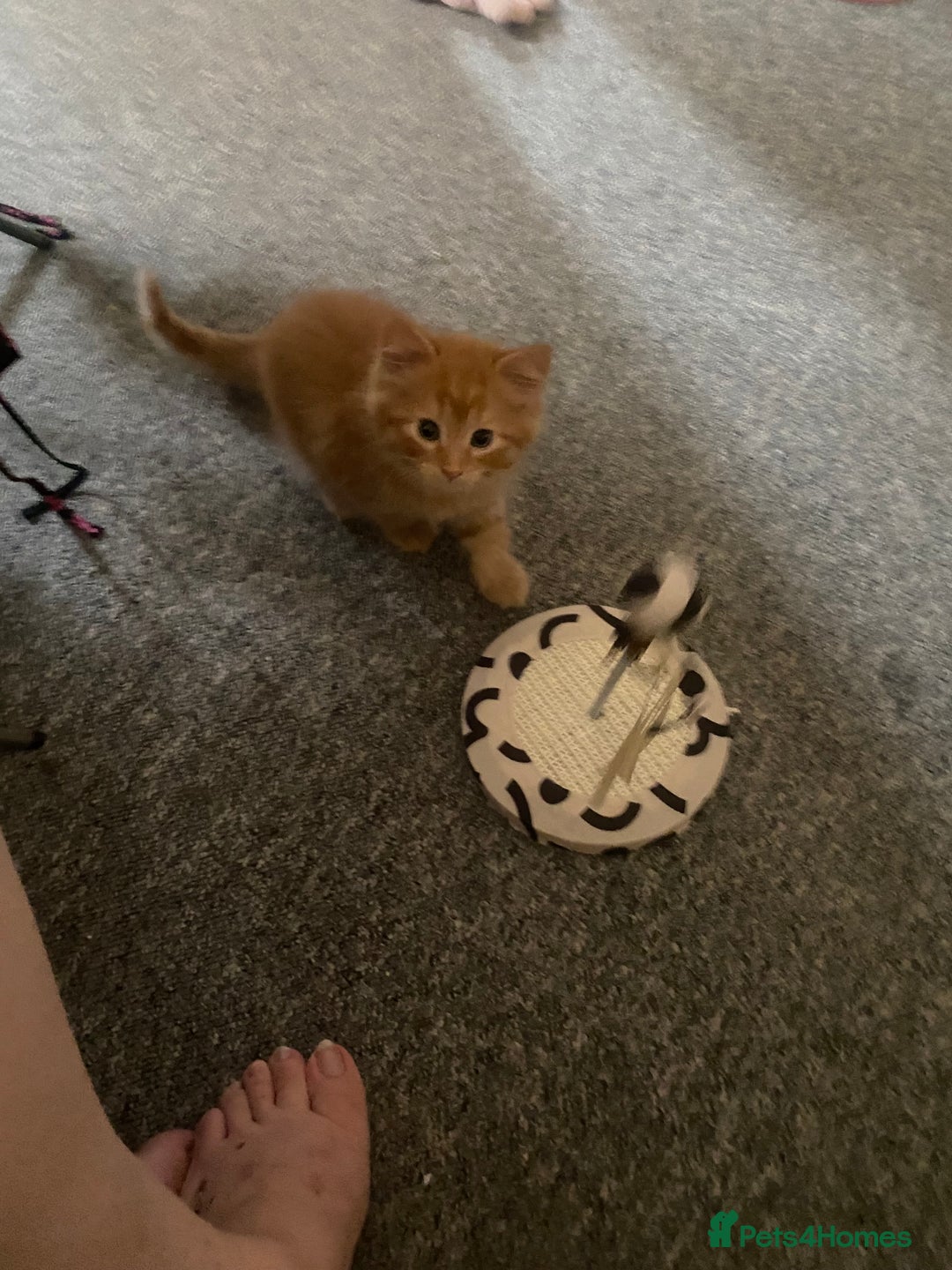 Mixed Breed cats for sale: Lovely sweet girls🥰 - Image 3