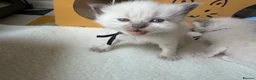 Ragdoll cats for sale: Beautiful Ragdoll 5 kittens  in Cwmbran - Advert 5
