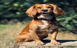 Cocker Spaniel dogs for sale: Beautiful, healthy and loving 2-year-old Cocker.  - Advert 1