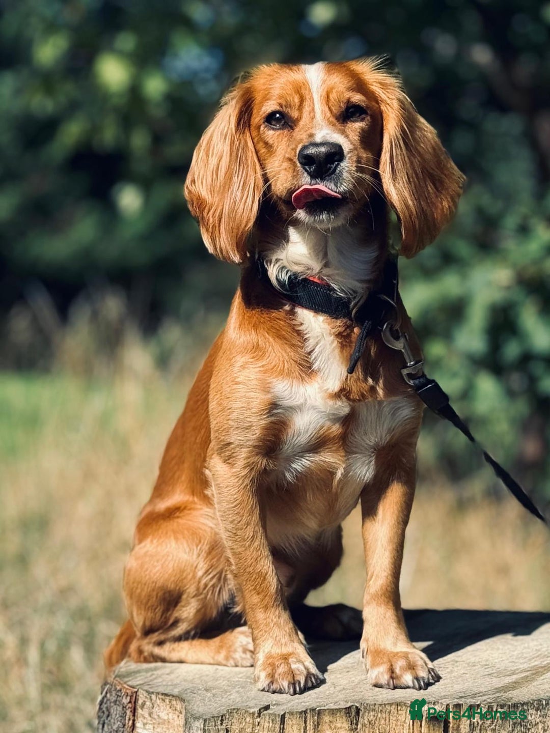 Cocker Spaniel dogs for sale: Beautiful, healthy and loving 2-year-old Cocker.  - Advert 1