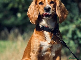 Cocker Spaniel dogs for sale: Beautiful, healthy and loving 2-year-old Cocker. - Advert 1