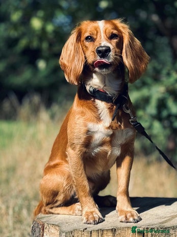 Cocker Spaniel dogs Beautiful, healthy and loving 2-year-old Cocker. - Advert 4