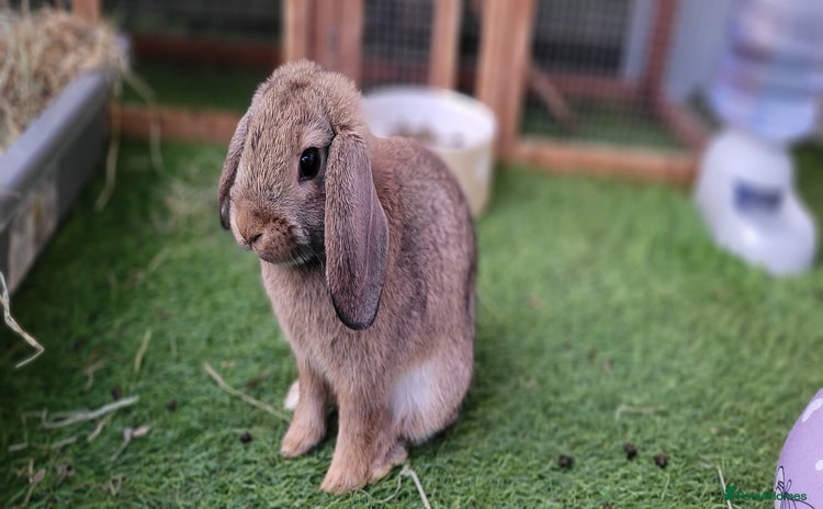 Mini Lop rabbits - Advert 1