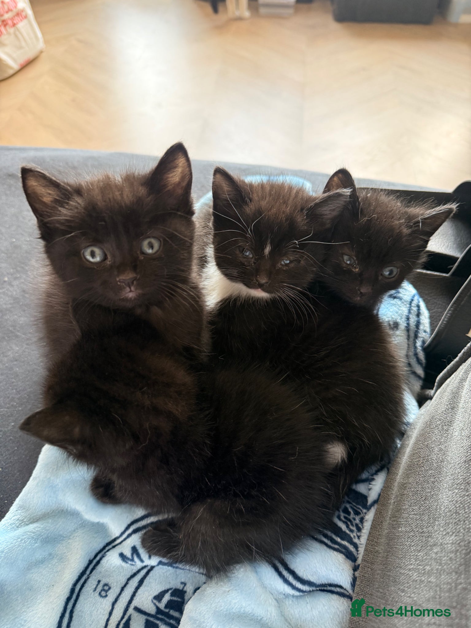 Mixed Breed cats 4 domestic breed black kittens - Advert 2