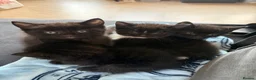 Mixed Breed cats for sale: 4 domestic breed black kittens - Advert 1