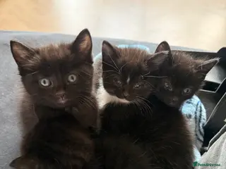 Mixed Breed cats 4 domestic breed black kittens - Advert 2