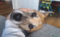 Mixed Breed dogs for sale: Big Golden Boy for Adoption  - Image 6