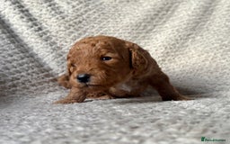 Cockapoo dogs for sale: ✨ Gorgeous Cockapoo Puppies ✨ - Image 27