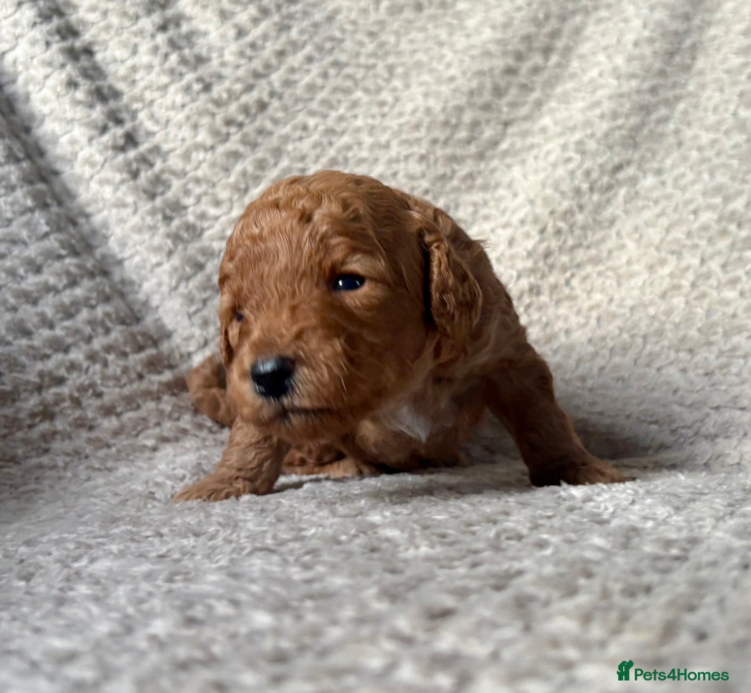 Cockapoo dogs for sale: ✨ Gorgeous Cockapoo Puppies ✨ - Image 27