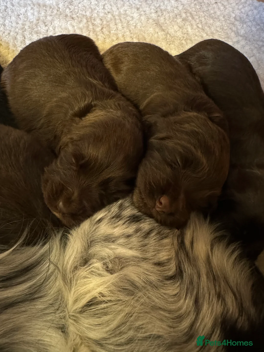 Cocker Spaniel dogs for sale: Chocolate brown Working Cocker spaniel puppies  - Advert 6