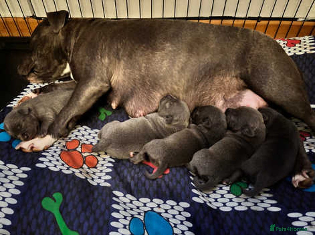 Staffordshire Bull Terrier dogs for sale: Shadow the staff for sale  - Image 2