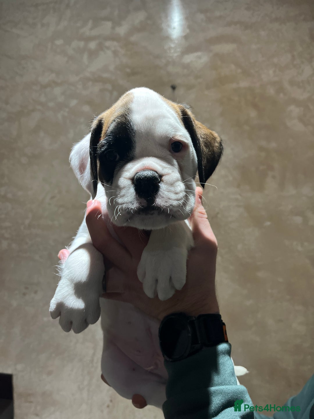 Boxer dogs for sale: Boxer puppies for sale  - Advert 11