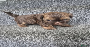 Shih Tzu dogs - Advert 5