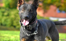 Belgian Shepherd Dog dogs for sale: Bullherders top working lines  - Image 9