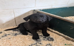 Mixed Breed dogs for sale: Gorgeous Sheprador Puppies  - Image 10