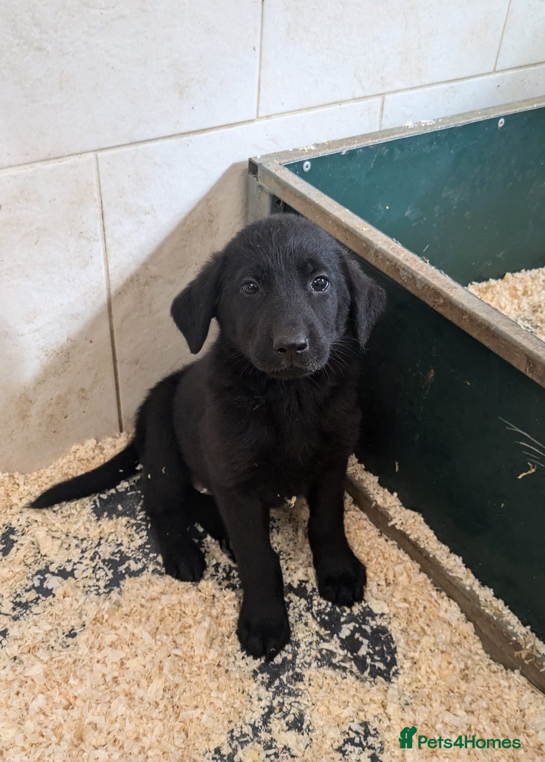 Mixed Breed dogs for sale: Gorgeous Sheprador Puppies  - Image 10
