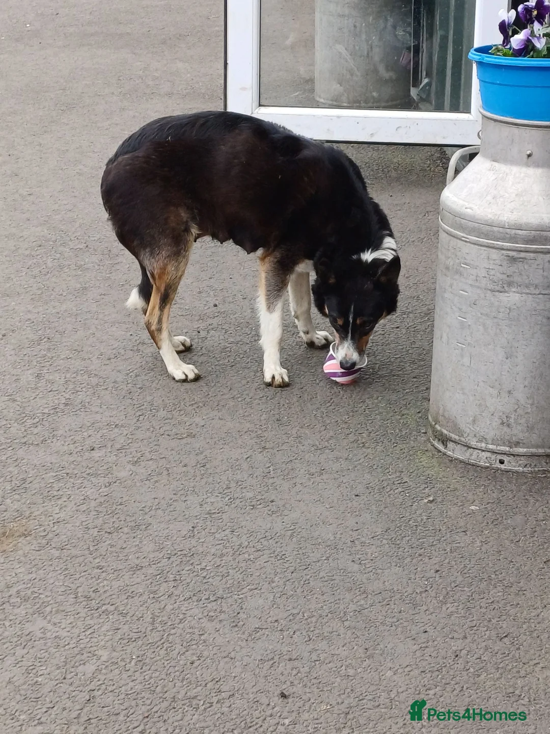 Border Collie dogs for sale: Border collie pup in Airdrie - Advert 2