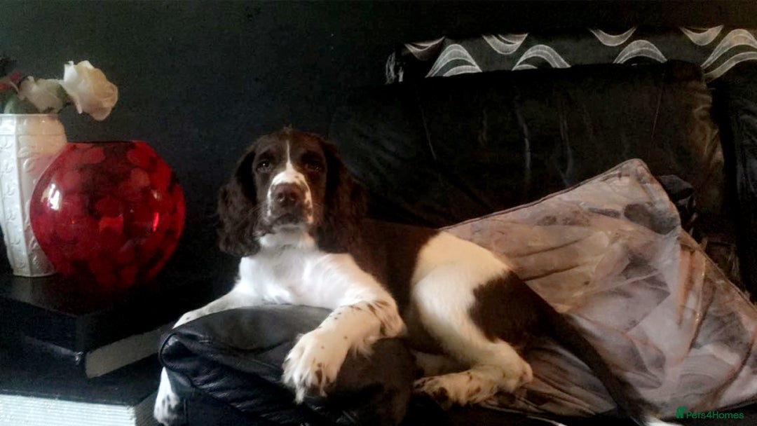 English Springer Spaniel dogs for stud: Springer spaniel stud  - Advert 6