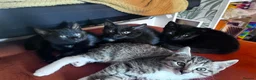 Mixed Breed cats for sale: Two black 10wk old female kittens. in Colchester - Advert 3