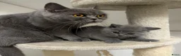 British Shorthair cats for sale: SOLD Only one Purebred Britishshorthair girls  - Advert 25