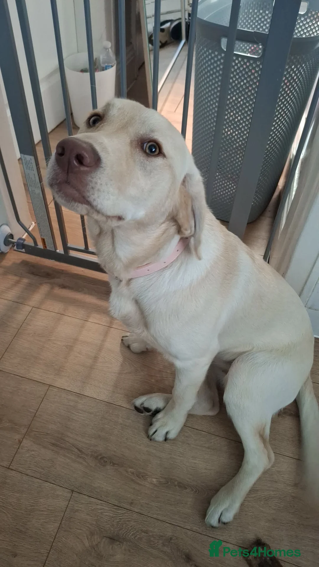 Labrador Retriever dogs for sale: Labrador Retriever in South Shields - Advert 4