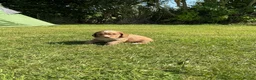 Cocker Spaniel dogs for sale: Scottish Working Cocker Spaniels  - Advert 2
