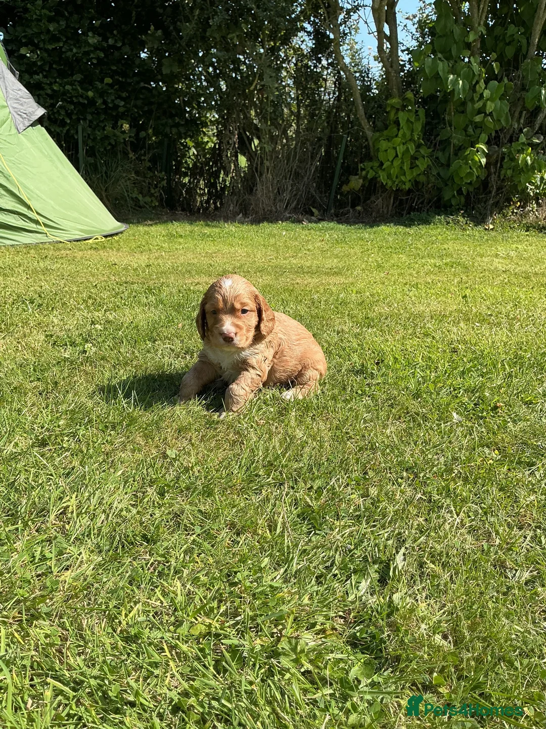 Cocker Spaniel dogs for sale: Scottish Working Cocker Spaniels  - Advert 2