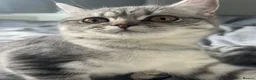 Persian cats for sale: Stunning female Persian kitten available now in Nelson - Advert 10