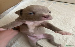 American Bull Staffy dogs for sale: 10 pocket bully - Advert 18