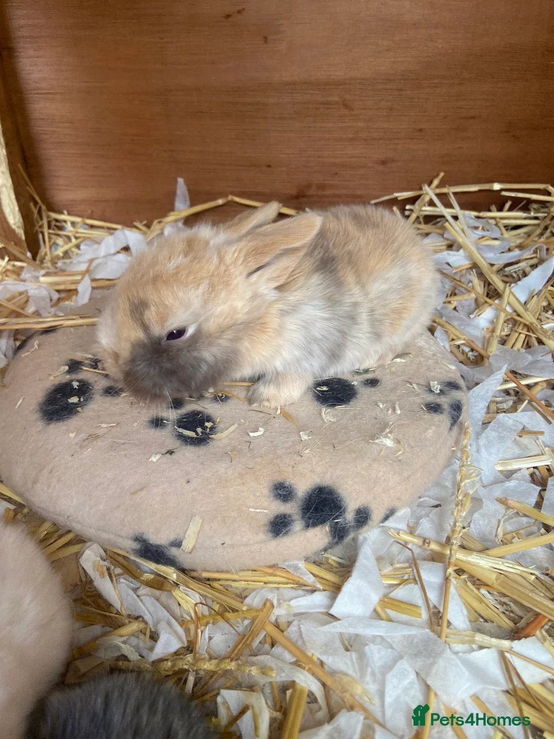 Mini Lop rabbits for sale: Mini Lop Bunnies - Advert 5