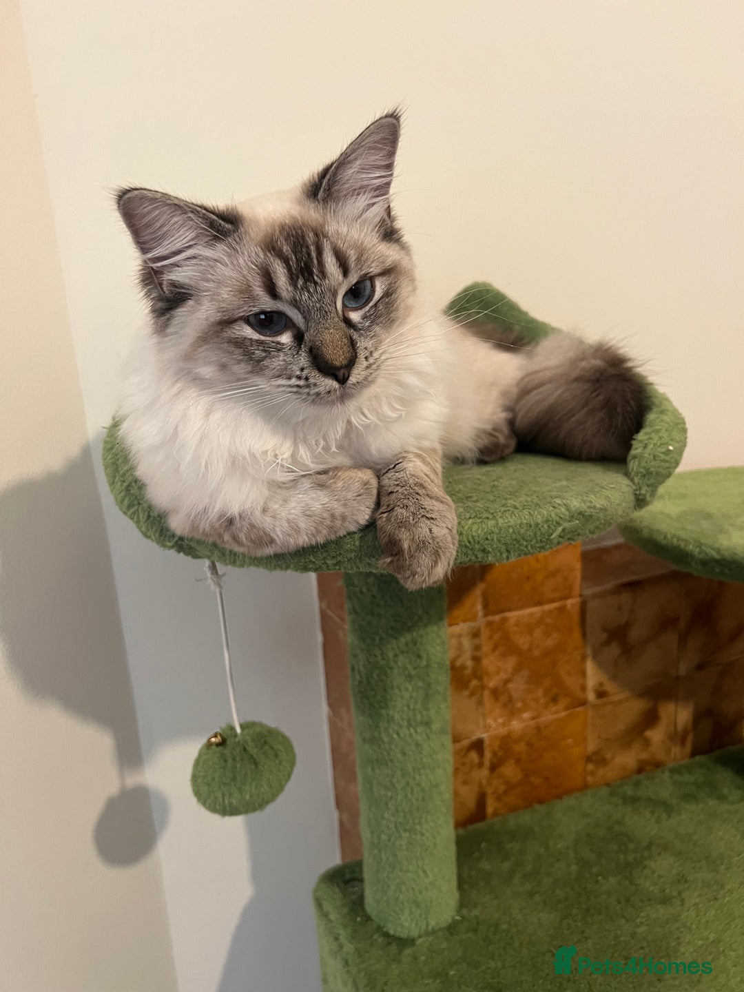 Ragdoll cats for sale: Stunning & Rare Chocolate Point Ragdoll  - Advert 6