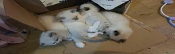 Ragdoll cats for sale: 🐱 4 Kittens Looking for Their Forever Homes in Newcastle upon Tyne - Advert 7