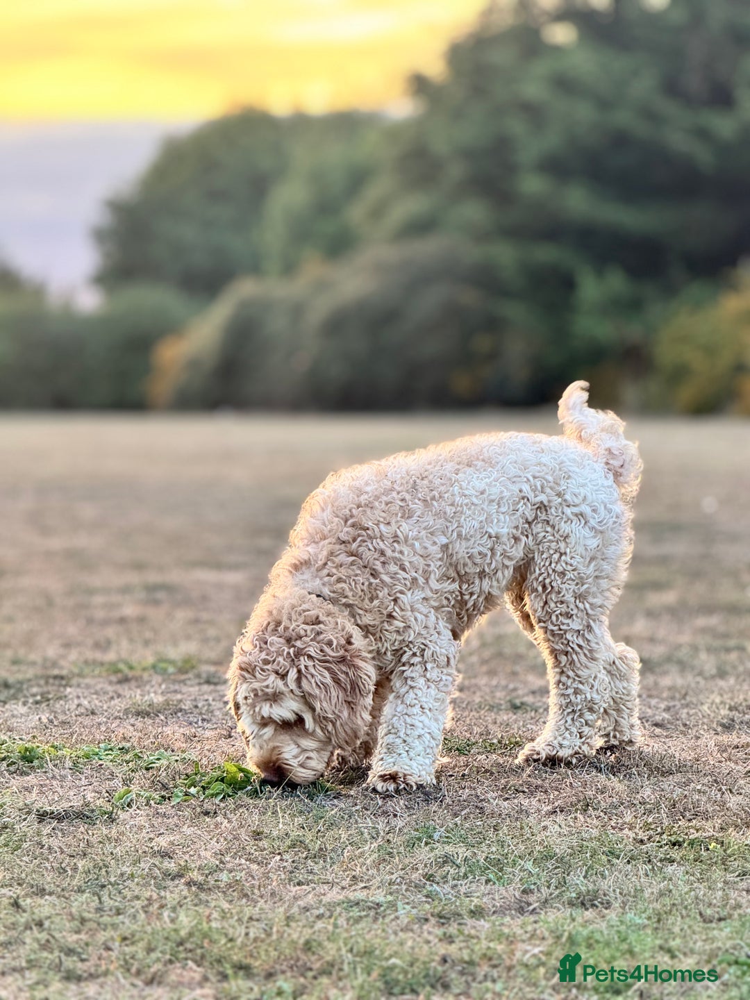 Cockapoo dogs for sale: LOVELY COCKAPOO FEMALE AFTER A NEW FAMILY HOME!!!! - Image 6