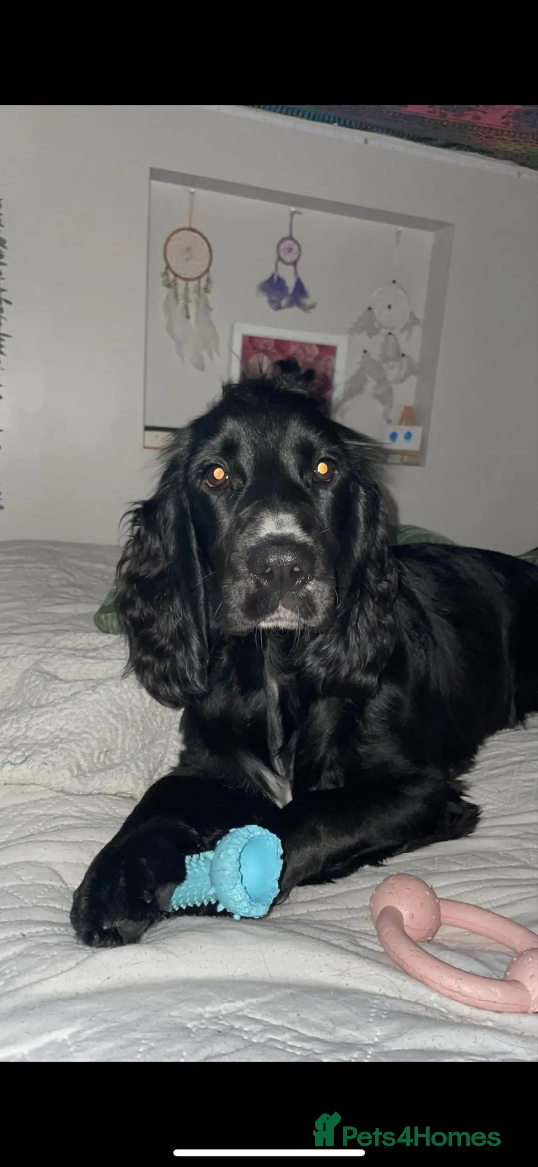Cocker Spaniel dogs for stud: Pure Black Cocker Spaniel  in Dawlish - Advert 2
