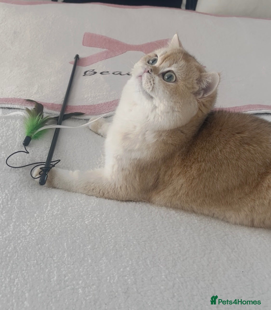 British Shorthair cats Tica Registered Ny12 Golden British Shorthair Girl - Advert 3