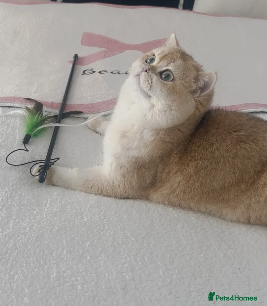British Shorthair cats for sale: Tica Registered Ny12 Golden British Shorthair Girl - Advert 1