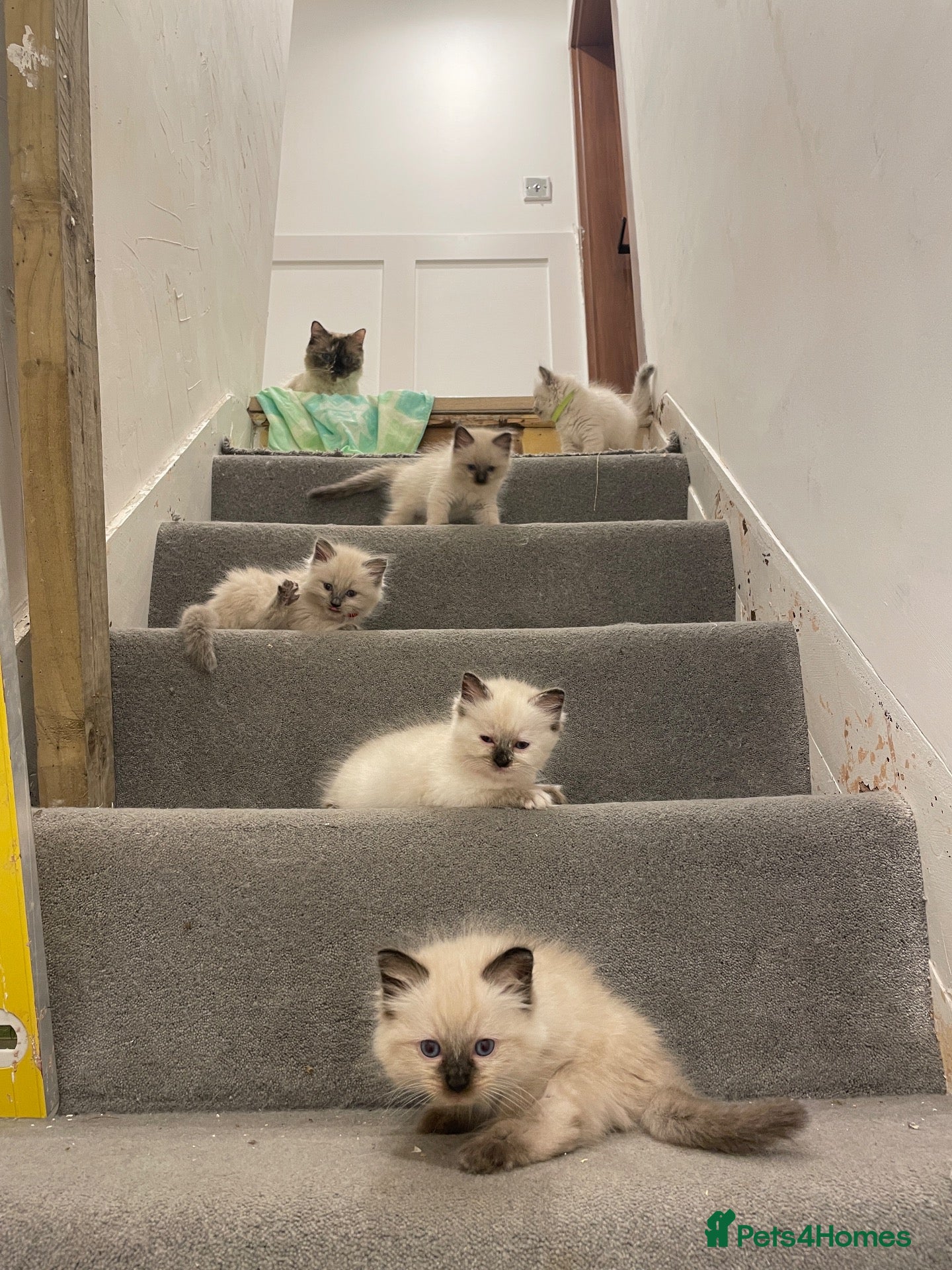 Ragdoll cats ​Beautiful Ragdoll Kittens  Boys & Girls Available - Advert 21