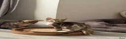 Mixed Breed cats for sale: Beautiful Tabby Kittens - Advert 6