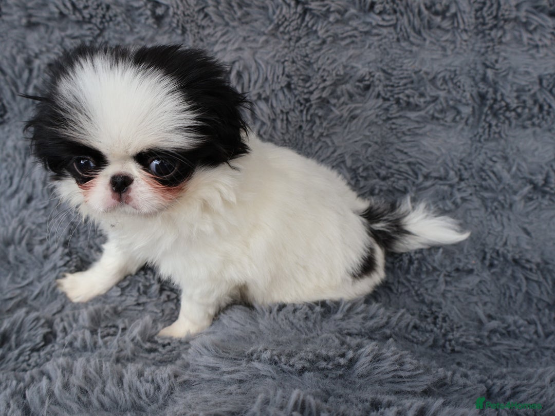 Japanese Chin dogs for sale: female - Image 12