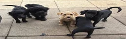 Mixed Breed dogs for sale: Beautiful Crossbreed Puppies Ready For New Home - Advert 26