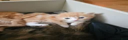 Mixed Breed cats for sale: Tortoise shell/Ginger kittens - Advert 8