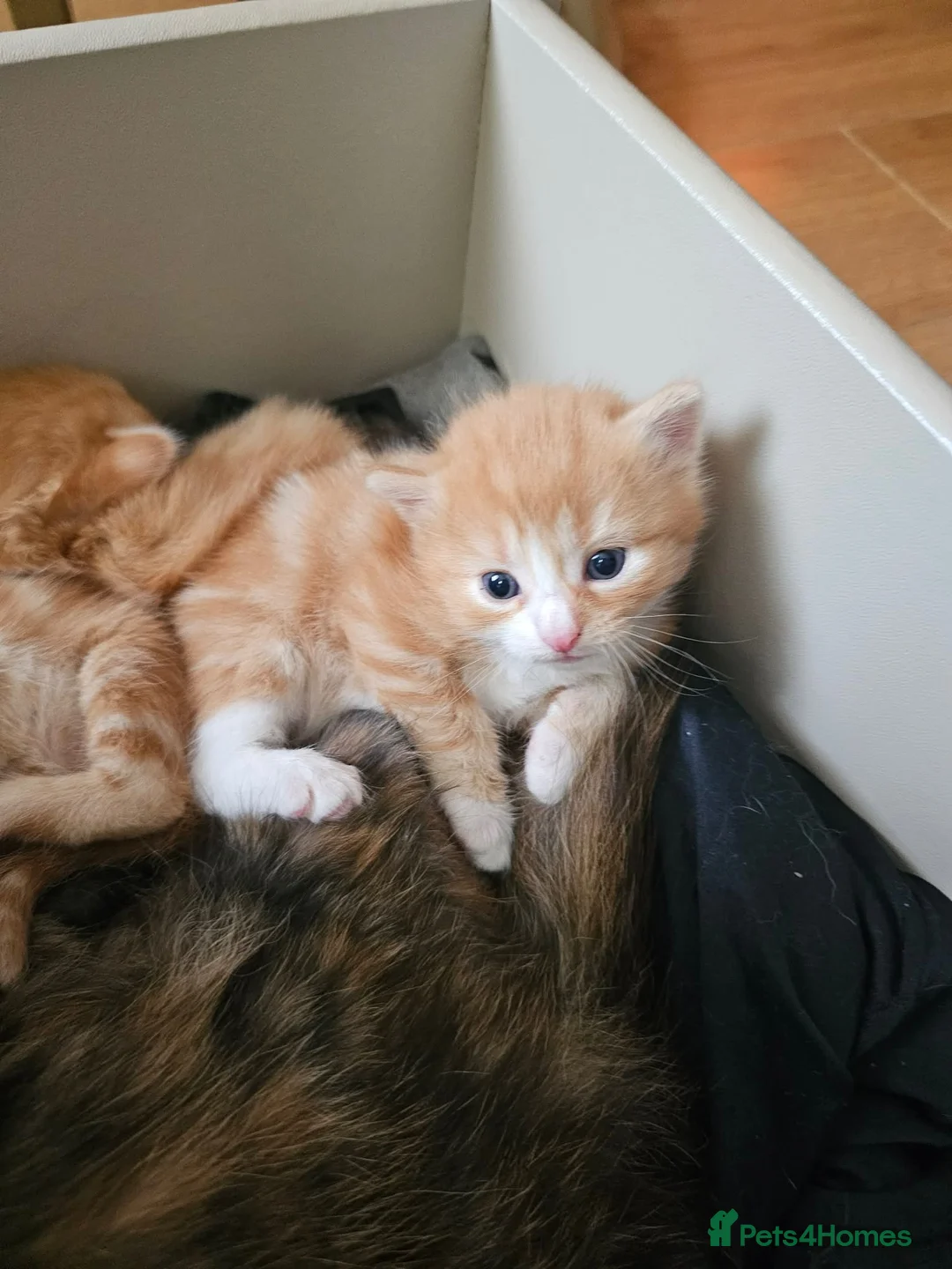 Mixed Breed cats for sale: Tortoise shell/Ginger kittens - Advert 8