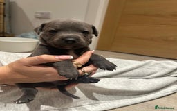 Staffordshire Bull Terrier dogs for sale: Beautiful Full Blue Staffordshire Puppies for sale - Image 10
