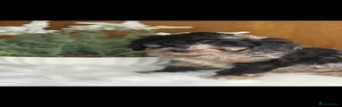 Cavapoo Puppy 1