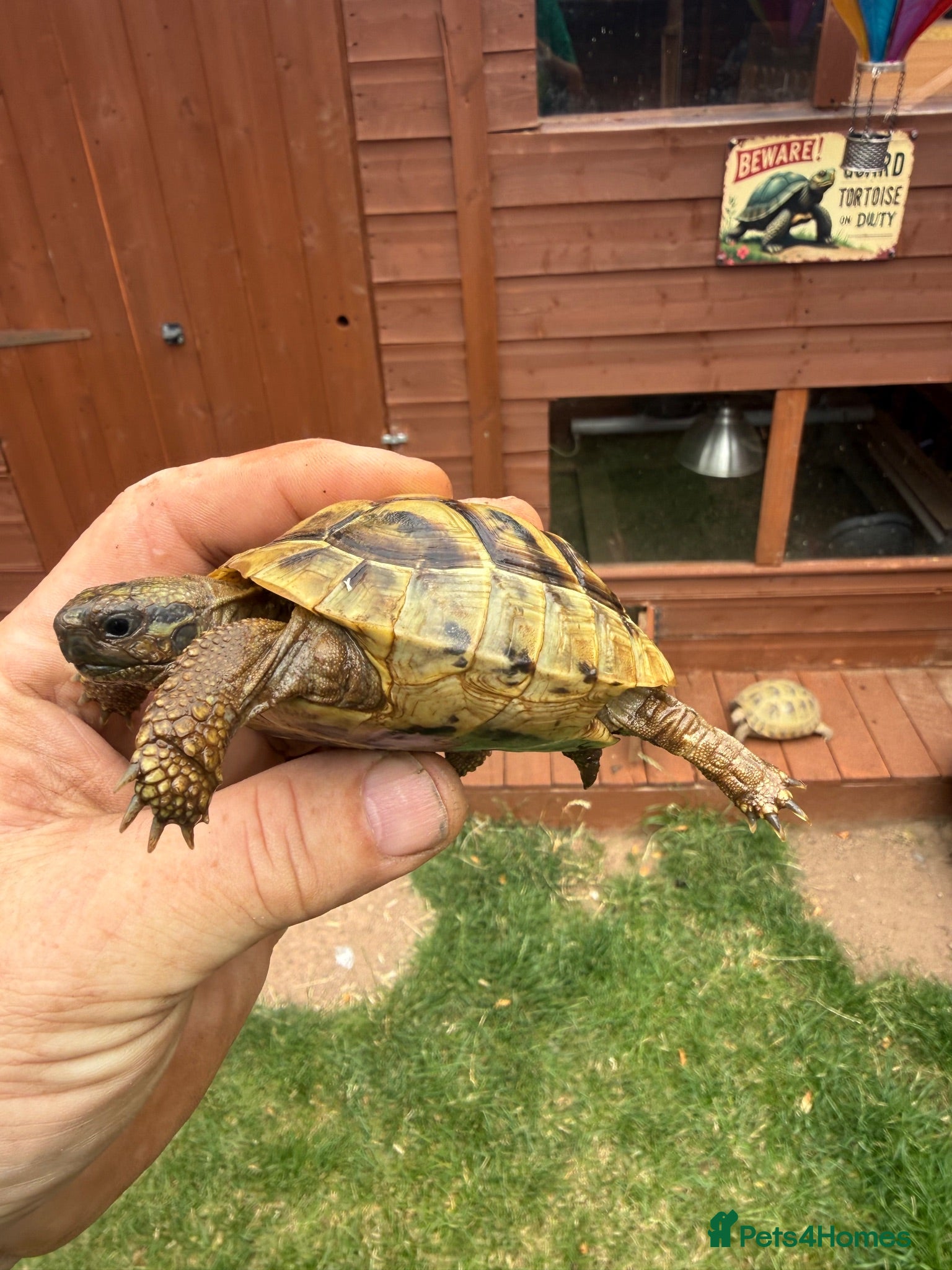 Hermann Tortoise reptiles 3 year old Hermann’s Tortoises - Advert 2