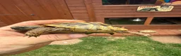 Hermann Tortoise reptiles for sale: 3 year old Hermann’s Tortoises in Birmingham - Advert 5