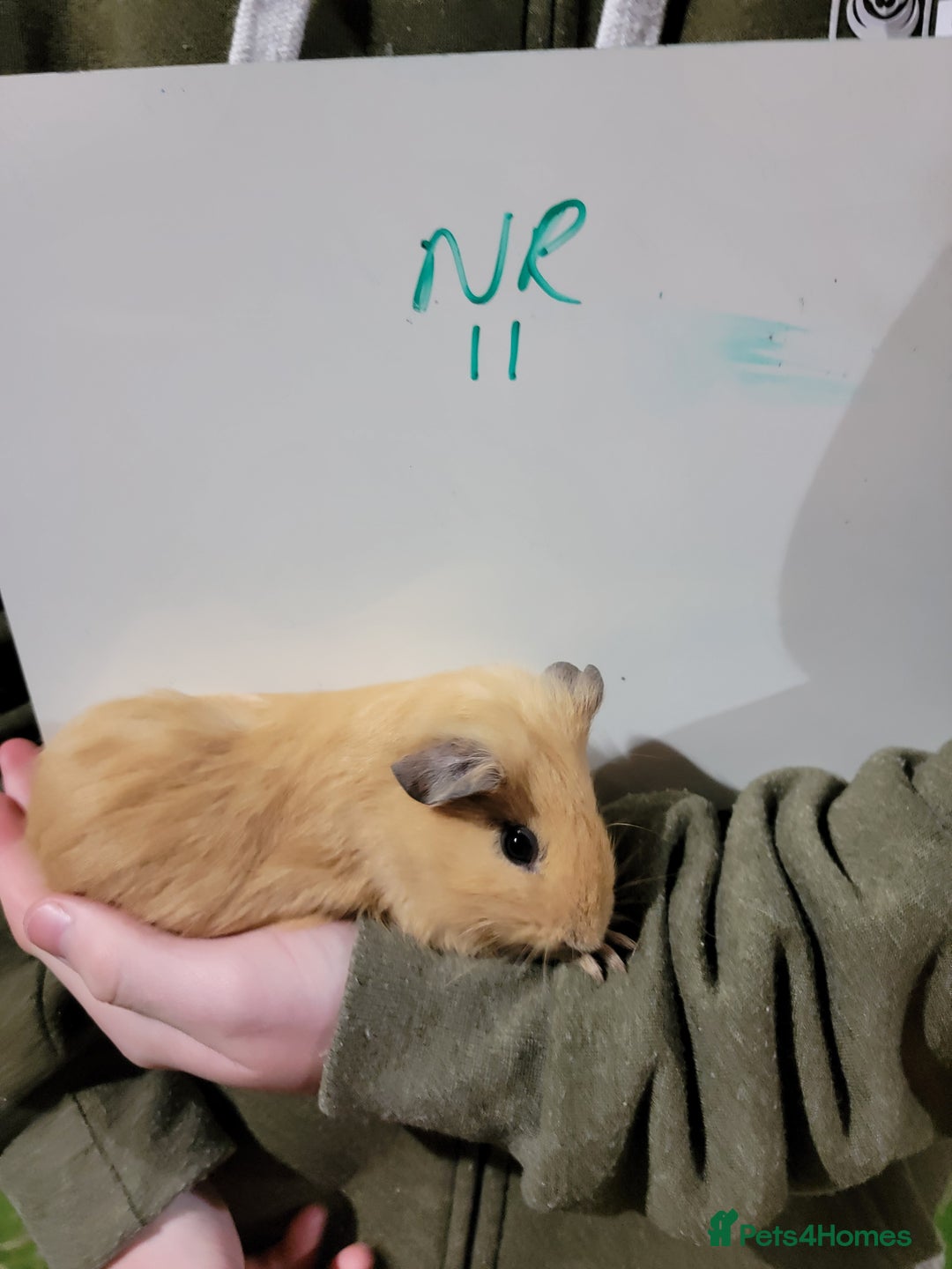 Guinea Pig rodents for sale: Male guinea pigs - Advert 11