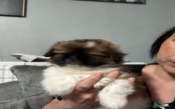 Mixed Breed dogs for sale: 6 beautiful Shih Tzu/Pomerianian puppies !  - Advert 38