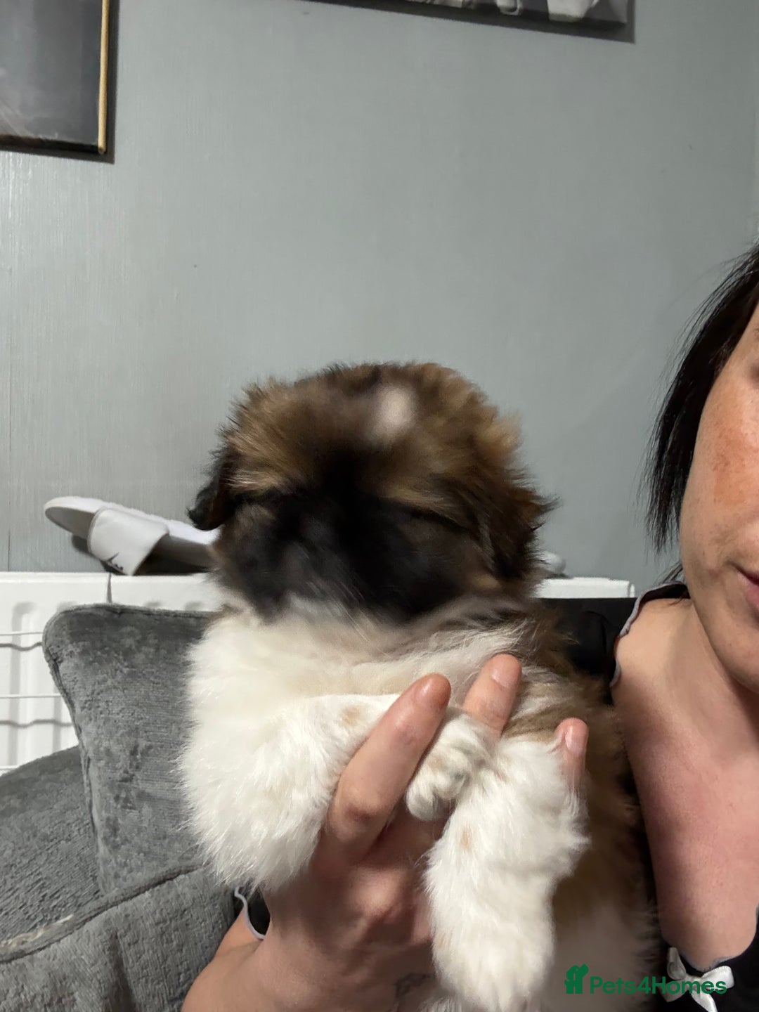 Mixed Breed dogs for sale: 6 beautiful Shih Tzu/Pomerianian puppies !  - Advert 38
