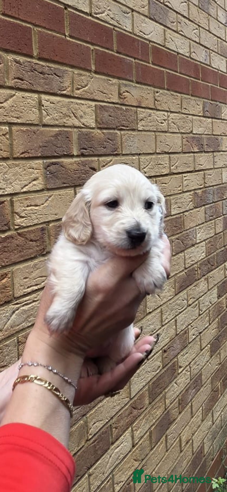 Miniature Dachshund dogs Beautiful Fluffy Dachshund Puppies – KC Registered - Advert 2